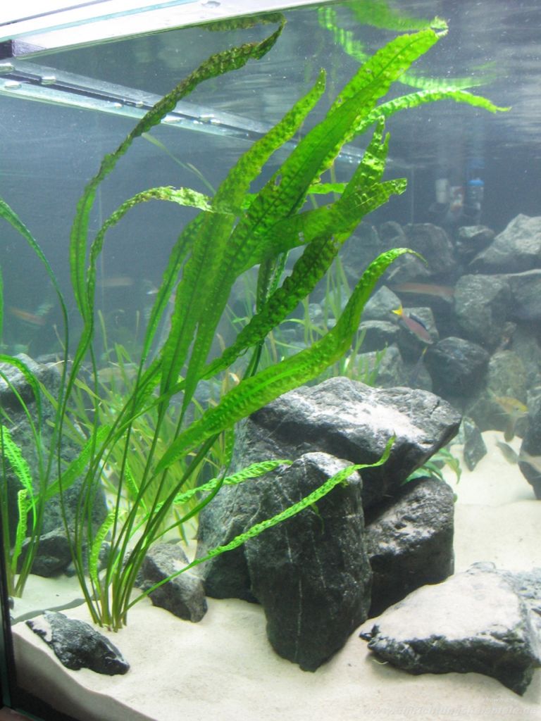 cryptocoryne-aponogetifolia__ccacb1ca43b8bbc2d812b008080e8050.jpg