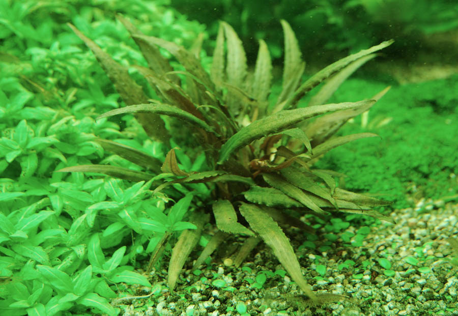 cryptocoryne-beckettii.jpg