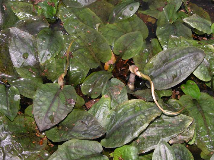 Cryptocoryne fusca 02.jpg