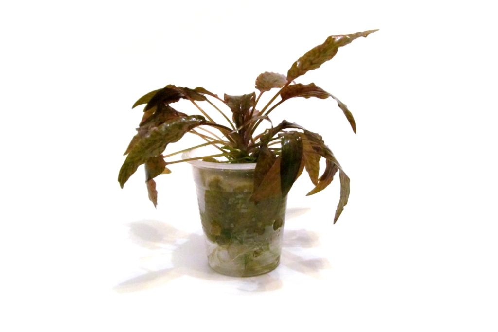 cryptocoryne-nurii-rosen-maiden-kupit.jpg