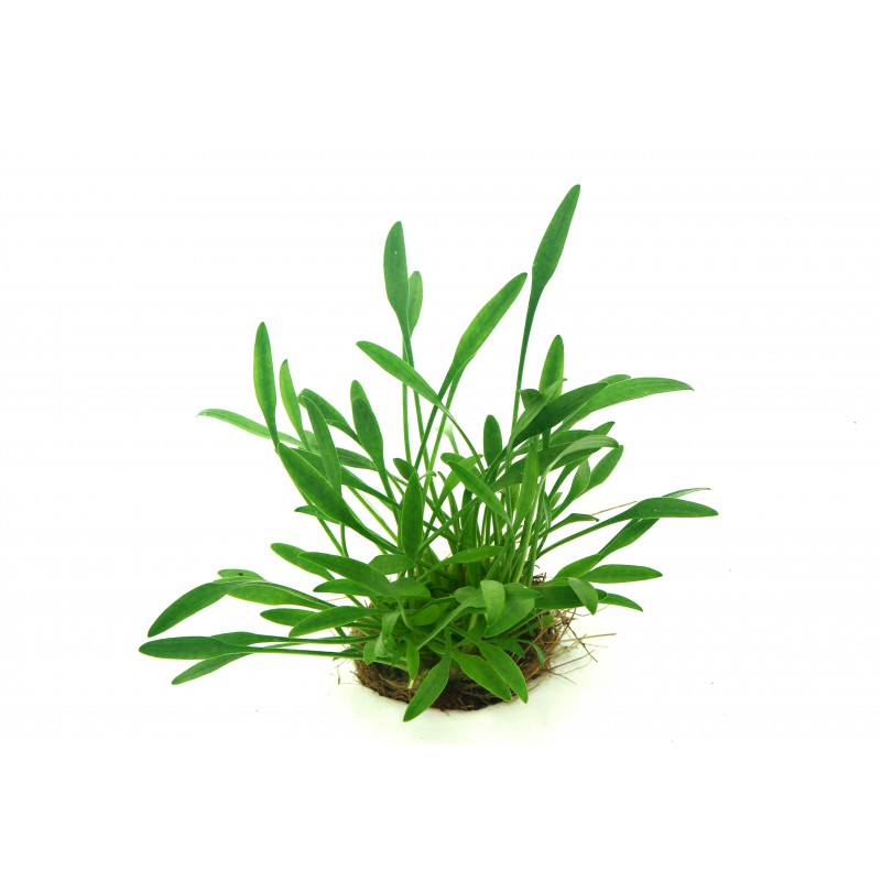 cryptocoryne-parva-dennerle.jpg