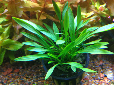 Cryptocoryne-parva.jpg