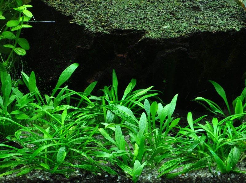 Cryptocoryne-parva1.jpg