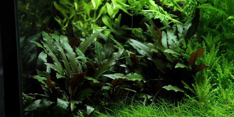 Cryptocoryne-petchii3.jpeg