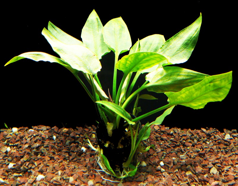 cryptocoryne-pontederiifolia.jpg