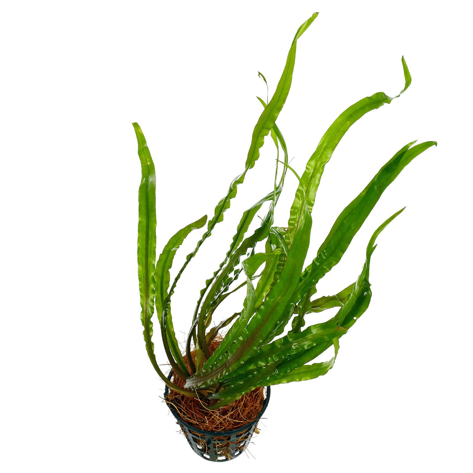 cryptocoryne-spiralis.jpg