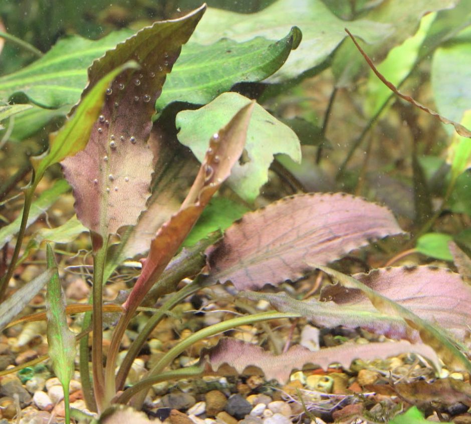 Cryptocoryne thwaitesii 03 290.jpg