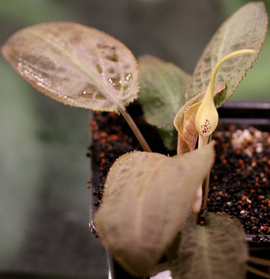 Cryptocoryne thwaitesii f. Kottawa Forest 07 325.jpg