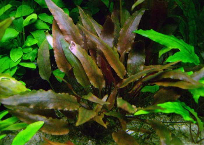 Cryptocoryne walkeri.jpg