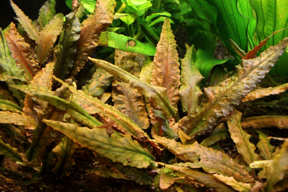 cryptocoryne-wendtii-tropica2.jpg