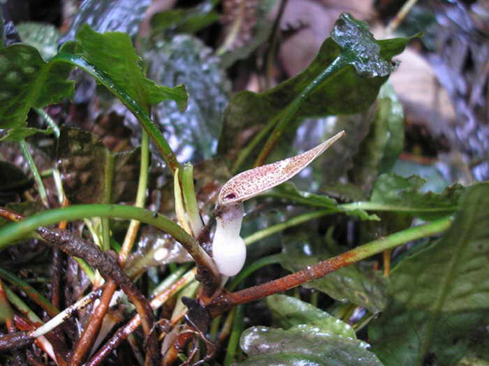 Cryptocoryne_minima2.jpg