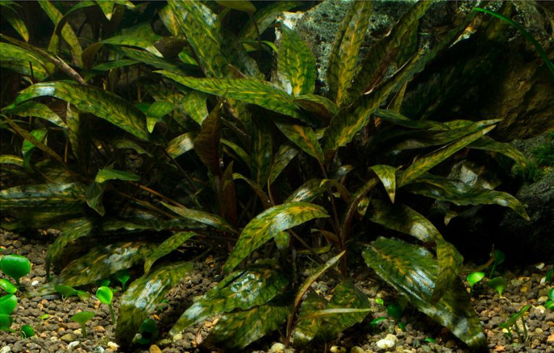 Cryptocoryne_nurii.jpg