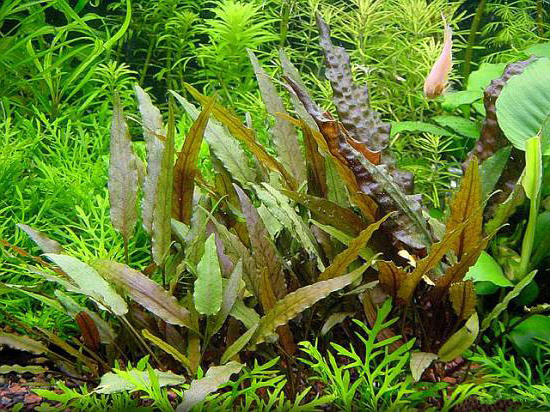 cryptocoryne_petchii.jpg