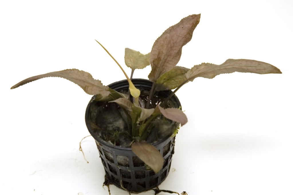 cryptocoryne_thwaitesii_1.jpg