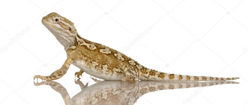 depositphotos_10869370-stock-photo-young-lawsons-dragon-pogona-henrylawsoni.jpg