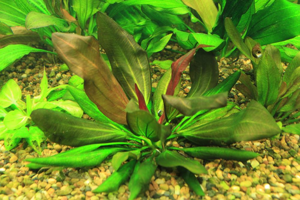 echinodorus-barthii.jpg