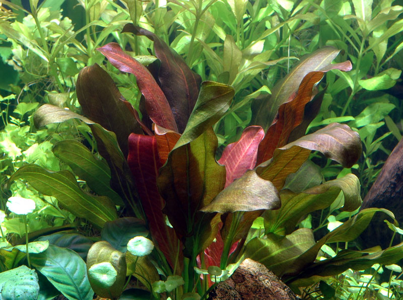 Echinodorus-Barthii1.jpg