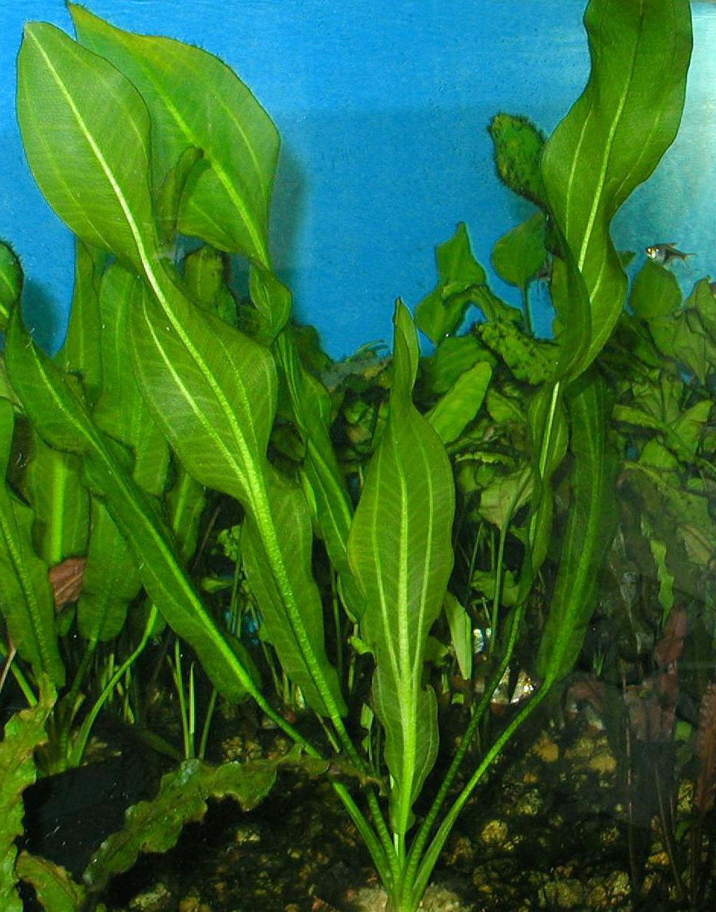 Echinodorus_aschersonianus__4.jpg