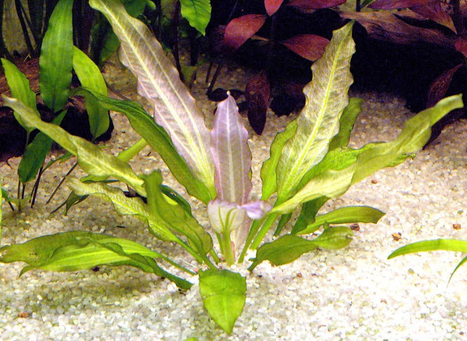 echinodorus_oriental3.jpg