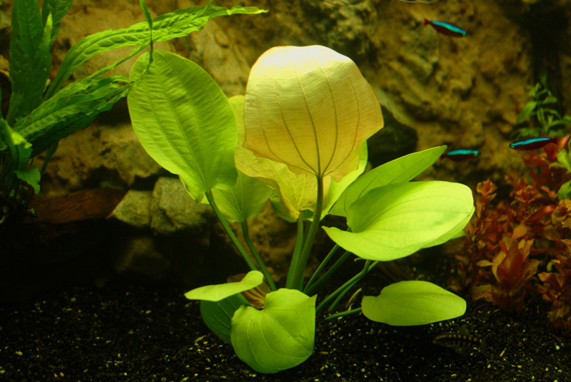 echinodorus_ovalis2.jpg