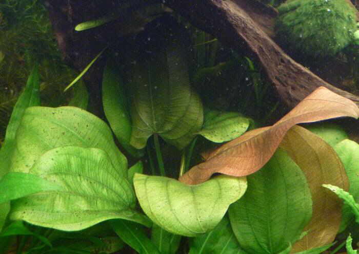 Echinodorus_scaber.jpg