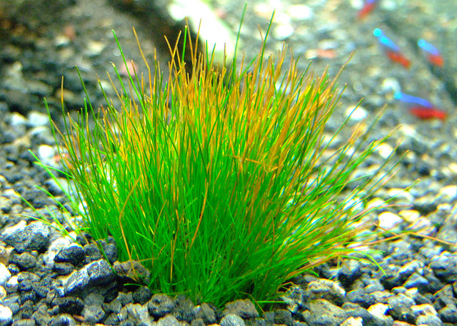 Eleocharis-Parvula-3.jpg