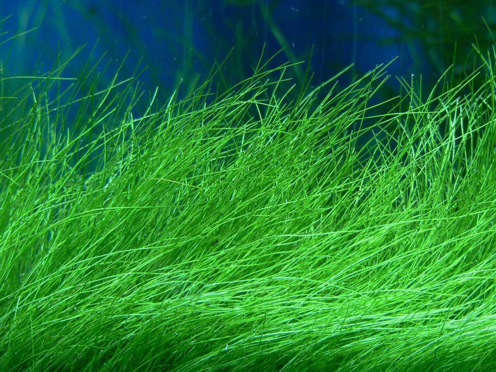 Eleocharis_acicularis_8.jpg