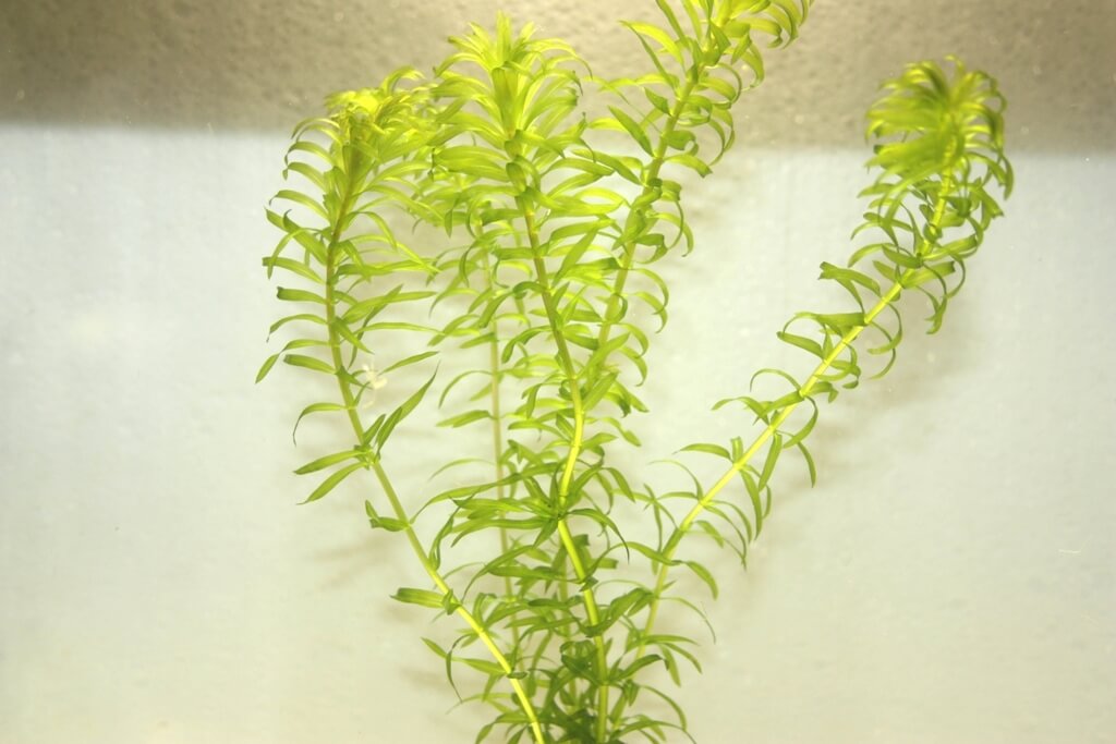 elodea-canadensis-kypit.jpg