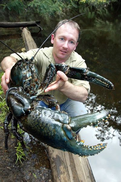 f7af2991f728d9dc4d33e4cbaa9c9ea9--freshwater-lobster-tasmania.jpg