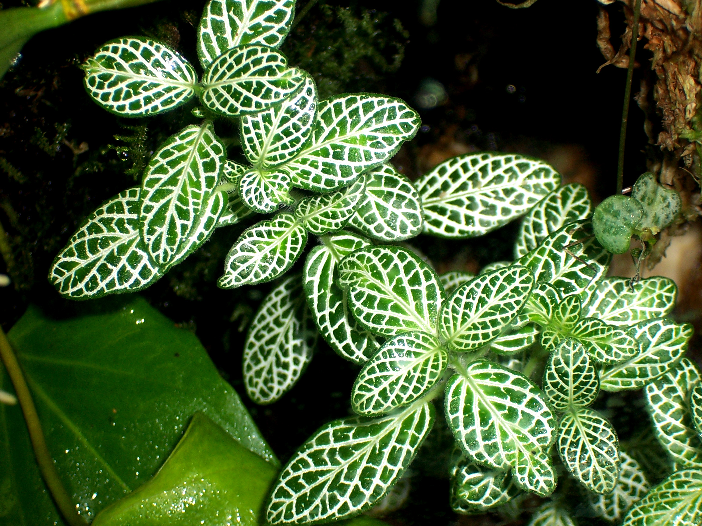 Fittonia-argyroneura-Minima.jpg