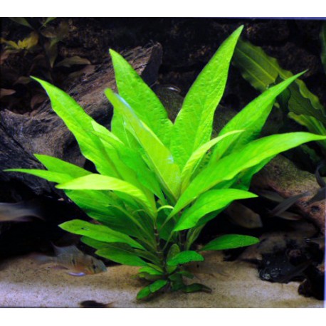 gigrofila-limonnik-hygrophila-corymbosa.jpg