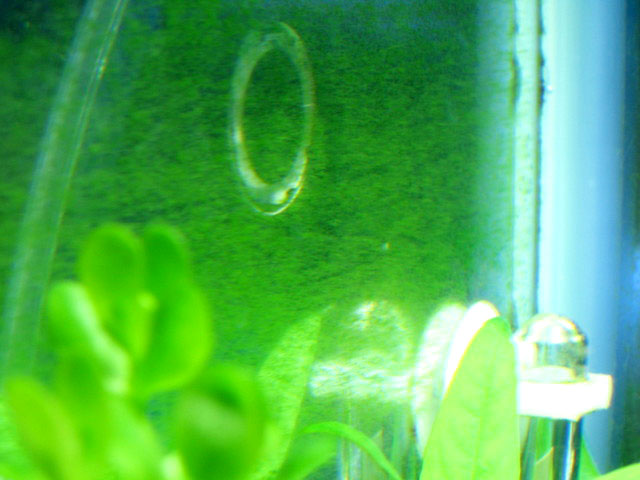 green dust algae, gda2.jpg