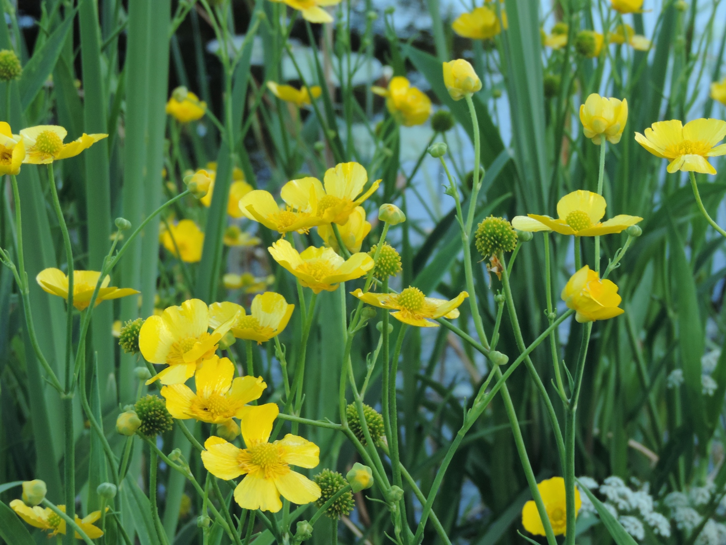 grote-boterbloem-bloemen.jpg