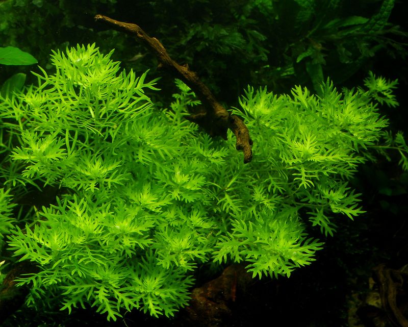 Hottonia_palustris.jpg