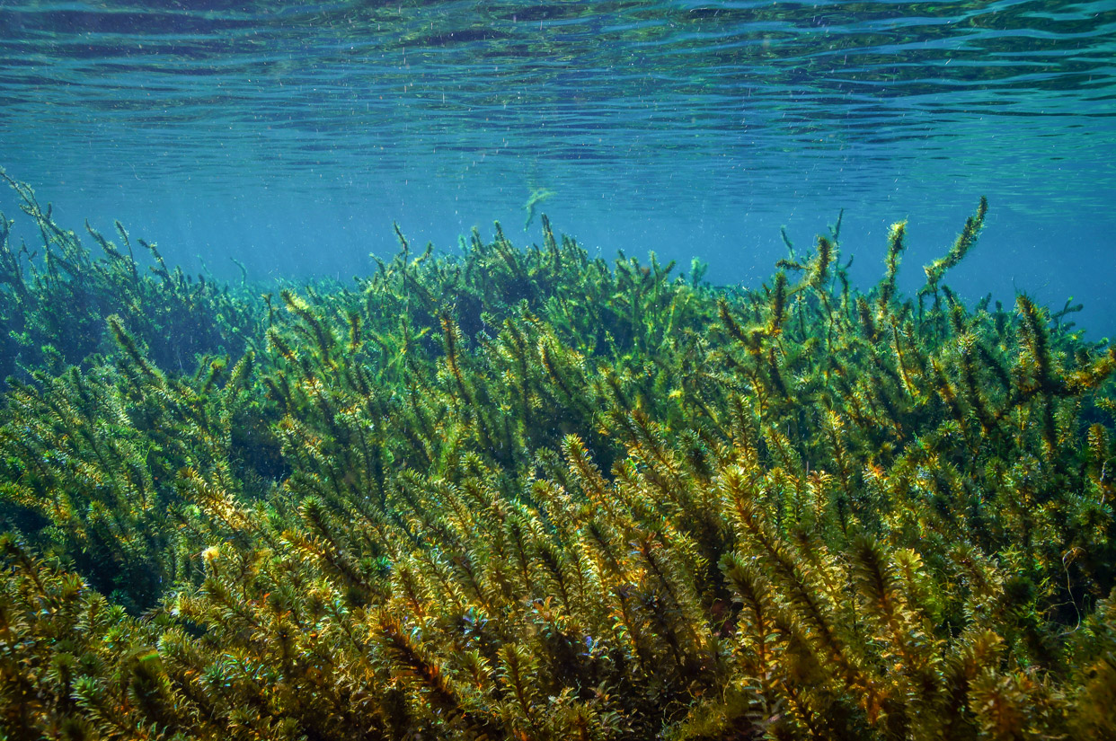 Hydrilla-Verticillata-superfood.jpg