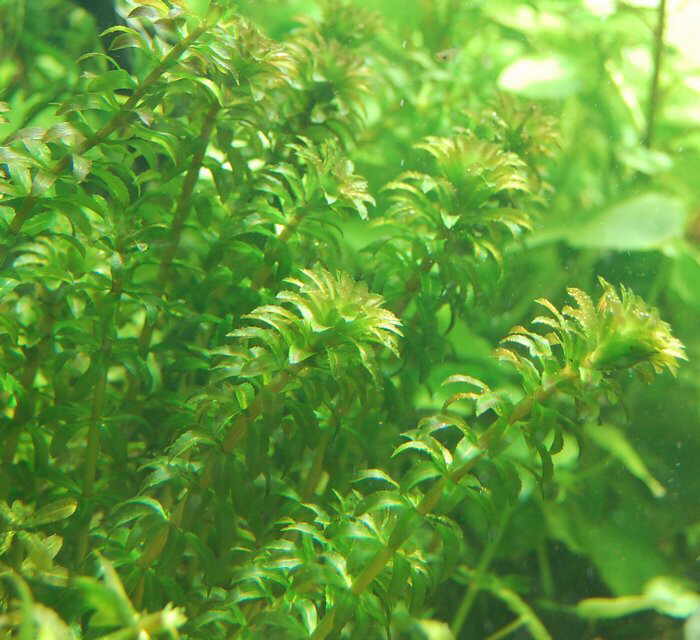 Hydrilla_verticillata.jpg