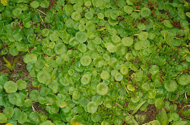 Hydrocotyle_vulgaris,I_MWS34808.jpg