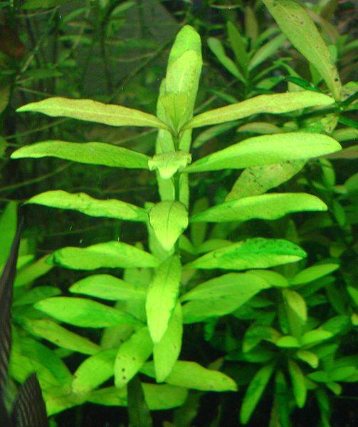 Hygrophila_polysperma_1.jpg