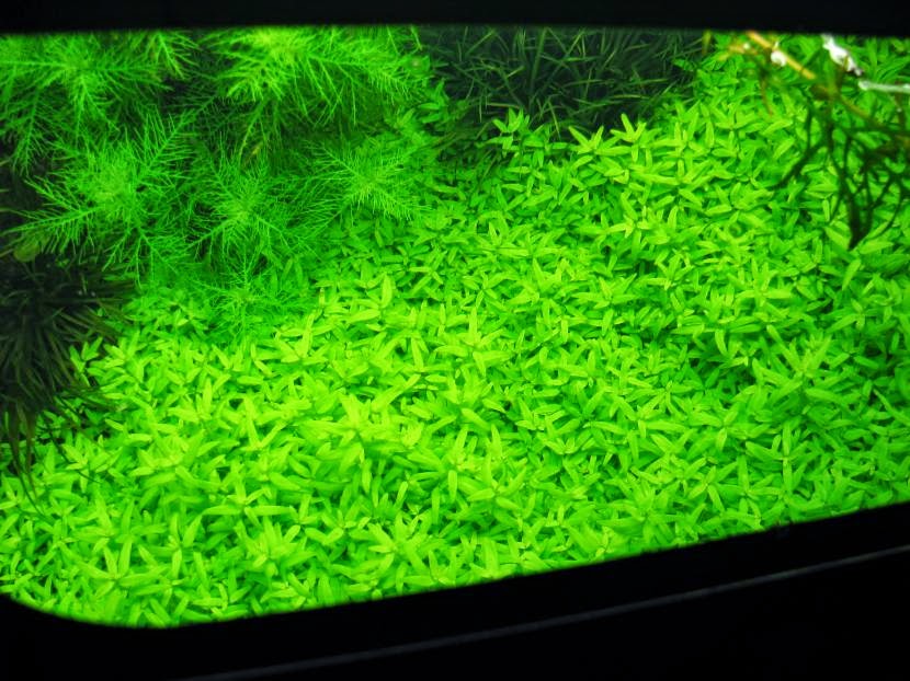 jual Elatine Triandra tanaman karpet aquascape.jpg