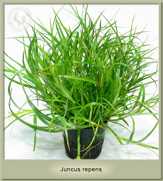 juncus_nome.jpg