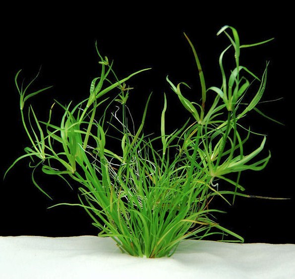 Juncus_repens.jpg