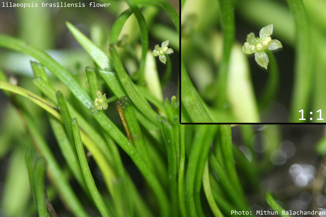 lilaeopsis_brasiliensis_flower.jpg