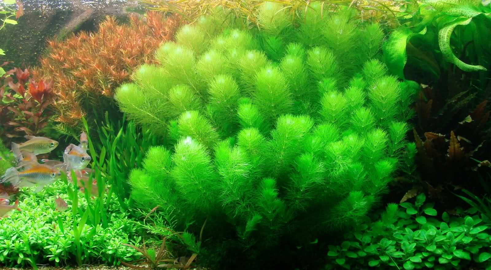 Limnophila-indica3.jpg