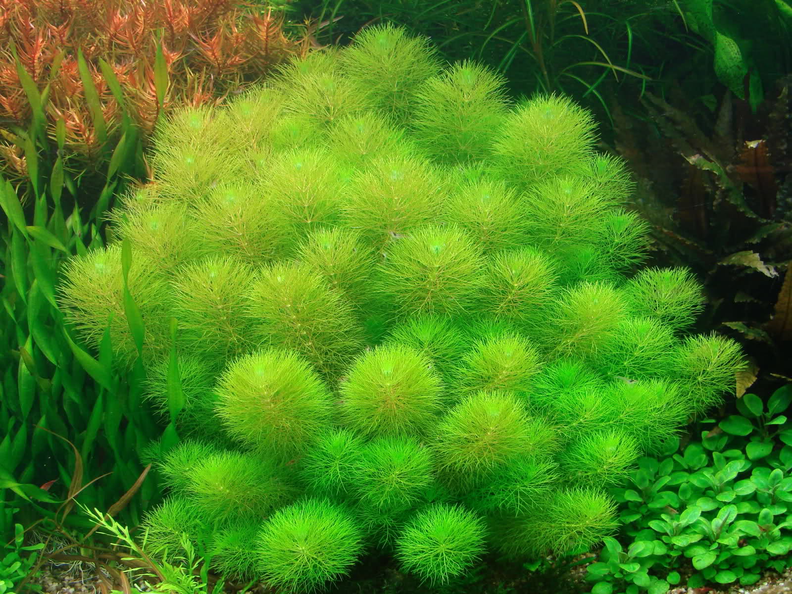 Limnophila-indica4 (1).jpg