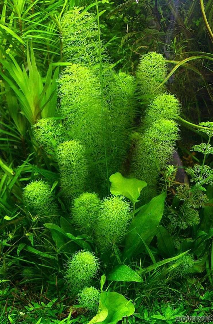 limnophila_indica_2.jpg