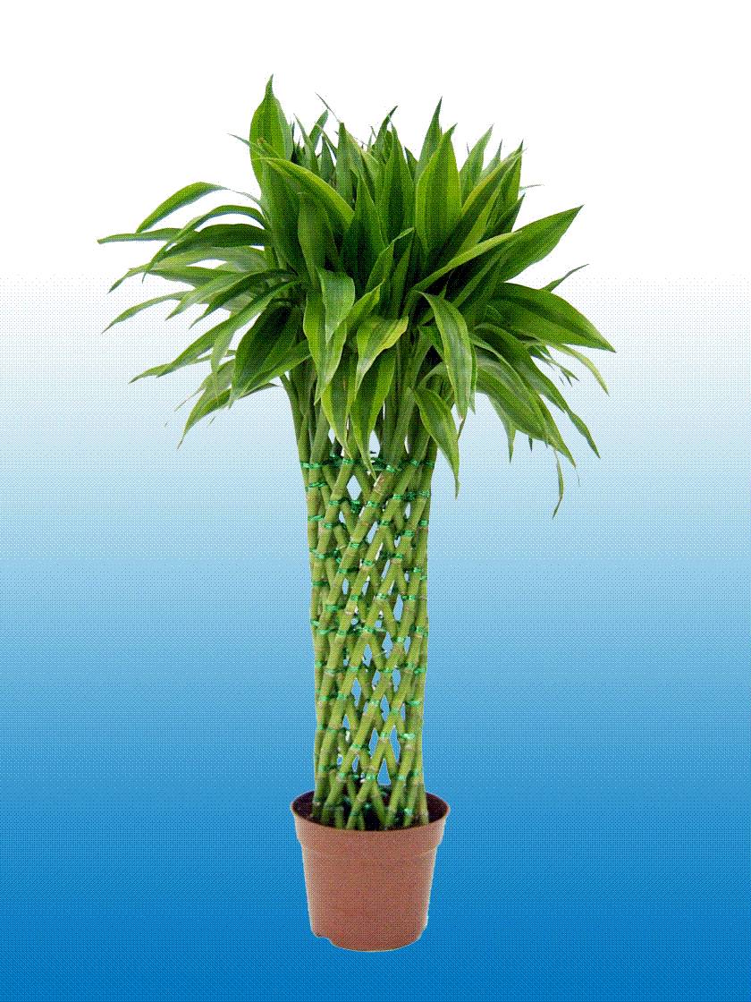 lucky-bamboodracaena-sanderiana.jpg