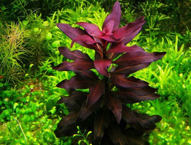 Ludwigia glandulosa 01.jpg