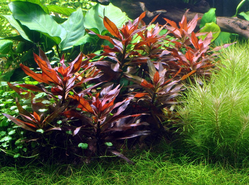 Ludwigia-glandulosa1 (1).jpg