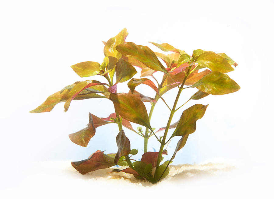 Ludwigia4.jpg