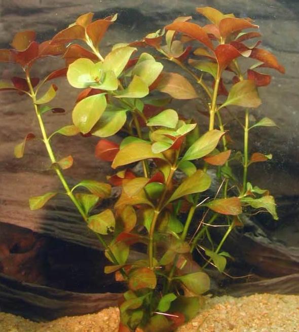 ludwigia_palustris_red.JPG